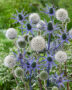 Echinops, Eryngium