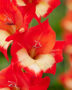 Gladiolus Tickatoo