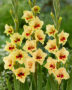 Gladiolus tweekleurig