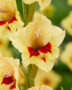 Gladiolus tweekleurig