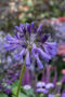 Agapanthus Black Pantha