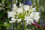 Agapanthus