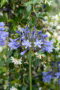 Agapanthus Dr Brouwer