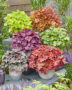 Heuchera collectie