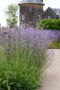 Verbena bonariensis