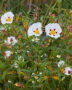 Cistus x dansereaui Jenkyn Place