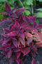 Coleus scutellarioides