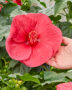 Hibiscus XXL rood