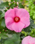 Hibiscus XXL roze