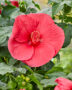 Hibiscus XXL rood