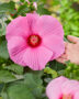 Hibiscus XXL roze