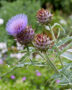 Cynara scolymus