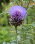 Cynara scolymus