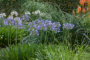 Agapanthus Sunfield