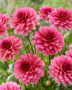 Dahlia pink