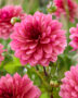 Dahlia pink