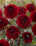 Dahlia red