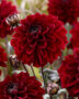 Dahlia red