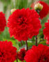 Dahlia red