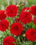 Dahlia red