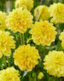 Dahlia yellow