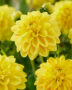 Dahlia yellow