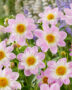 Dahlia Teesbrooke Audrey, Dahlia Teesbrook Audrey