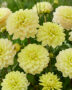 Dahlia yellow