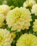 Dahlia yellow