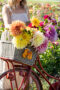 Dahlias in bicycle basket