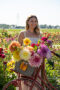 Dahlias in bicycle basket