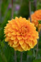 Dahlia Bizon Brons, Bizon Bronze