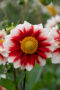 Dahlia Red and White Emperor
