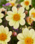 Dahlia Happy Days Lemon (HDLE105)