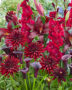 Crimson zomerbloemen mix