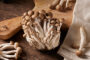 Buna-shimeji champignons, Hypsizygus tessulatus, Buna shimeji champignons, Hypsizygus tessulatus