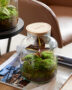 Bottle terrarium with Macodes petola Amber