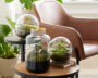 Terrarium collection with Macodes petola Tigereye, Emerald and Topaz