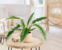 Philodendron Narrow 
