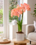 Hippeastrum Flamingo Amadeus