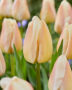 Tulipa Apricot Pride