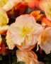 Begonia I'Conia Aroma Peach , IConia
