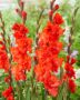 Gladiolus red