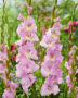 Gladiolus Magenta Princess  Forever Bulbs
