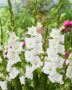 Gladiolus white