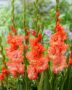 Gladiolus Riks Frizzle, Rik's Frizzle, Forever Bulbs