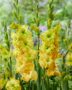 Gladiolus Blitz  Forever Bulbs