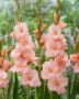 Gladiolus salmon pink