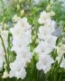 Gladiolus white