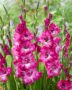 Gladiolus Nablus  Forever Bulbs